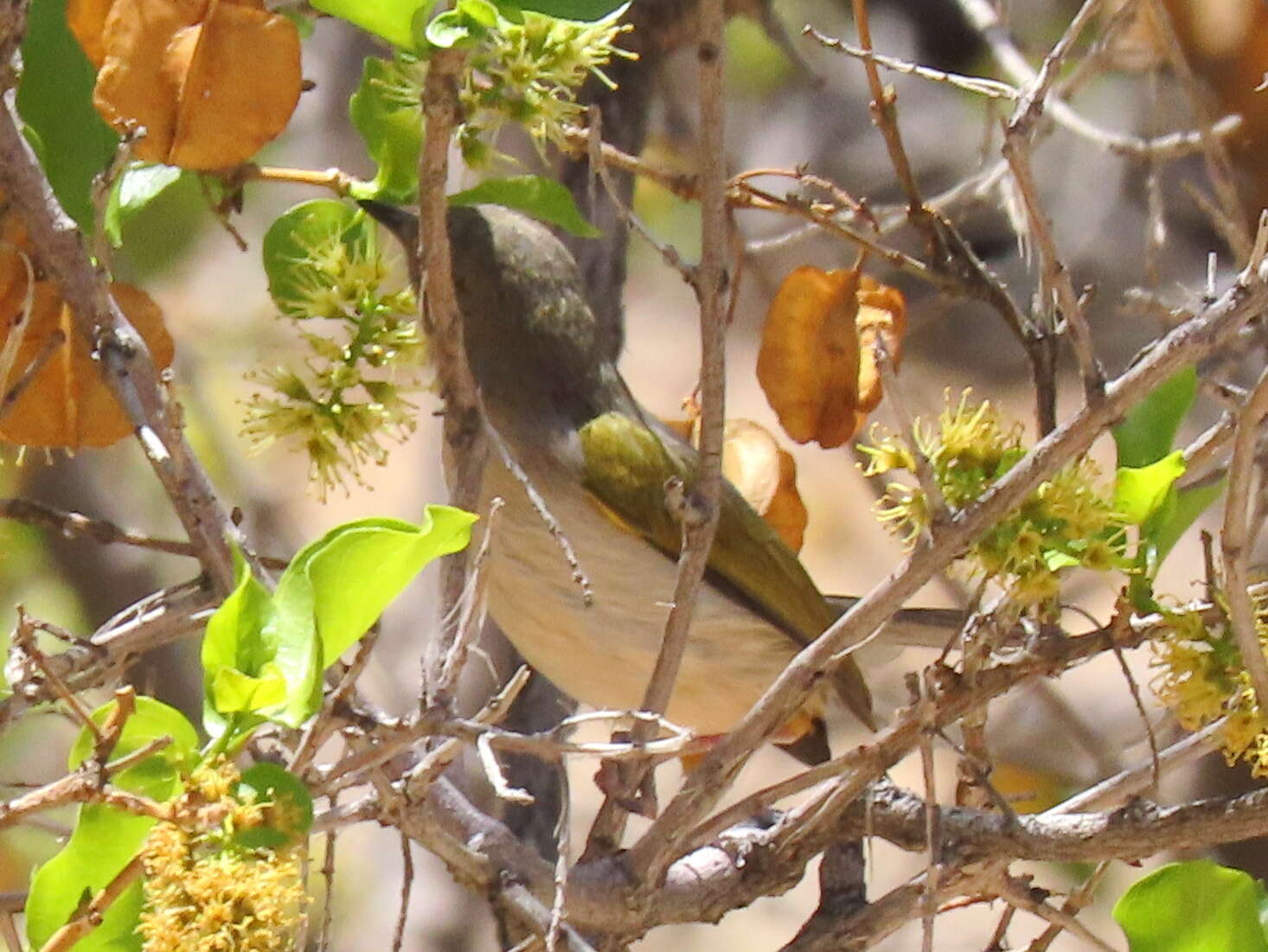 <i>Camaroptera brachyura sharpei</i>的圖片