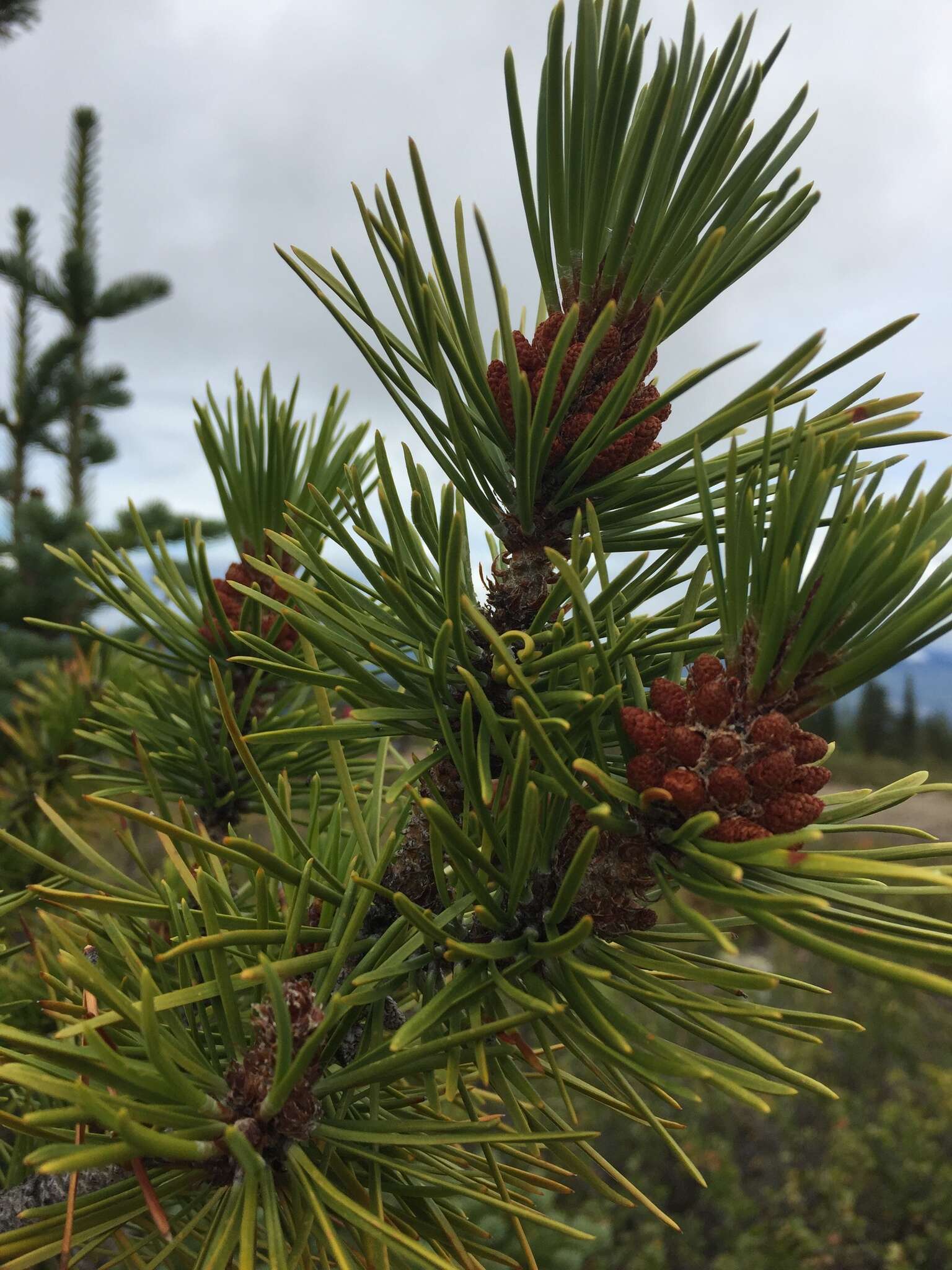 Image of Rocky Mountain lodgepole pine