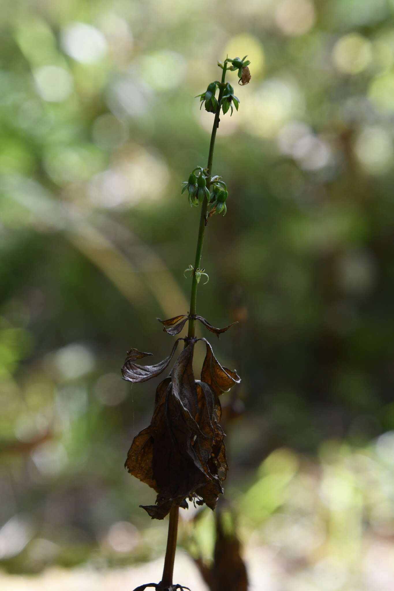 Imagem de Adenophora pereskiifolia (Fisch. ex Schult.) G. Don