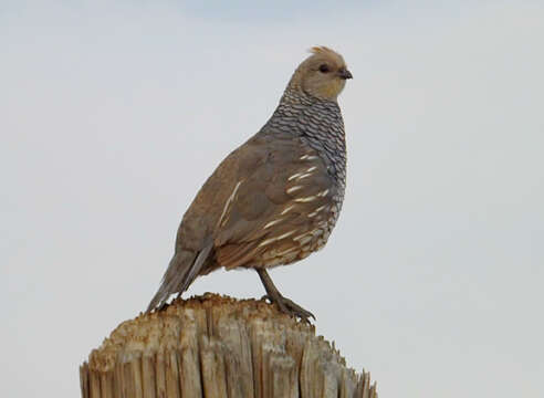 Image of Scaled Quail