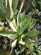 Image of Agave inaequidens subsp. inaequidens