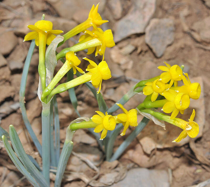 Imagem de Narcissus scaberulus subsp. calcicola (Mendonça) Aedo