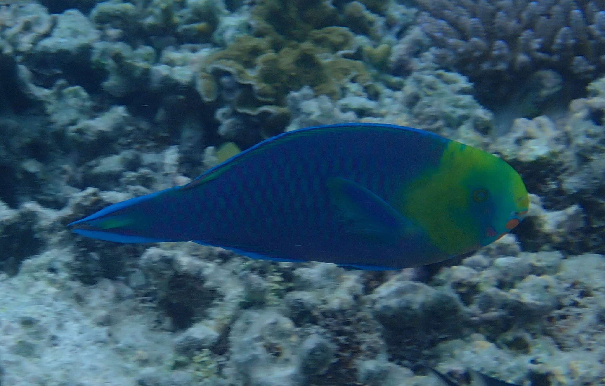 Image of Greensnout parrotfish