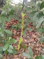 Image of Habenaria strictissima Rchb. fil.