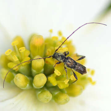 Image of Molorchus bimaculatus Say 1824