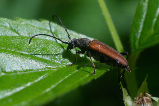 Image of Anastrangalia reyi (Heyden 1889)