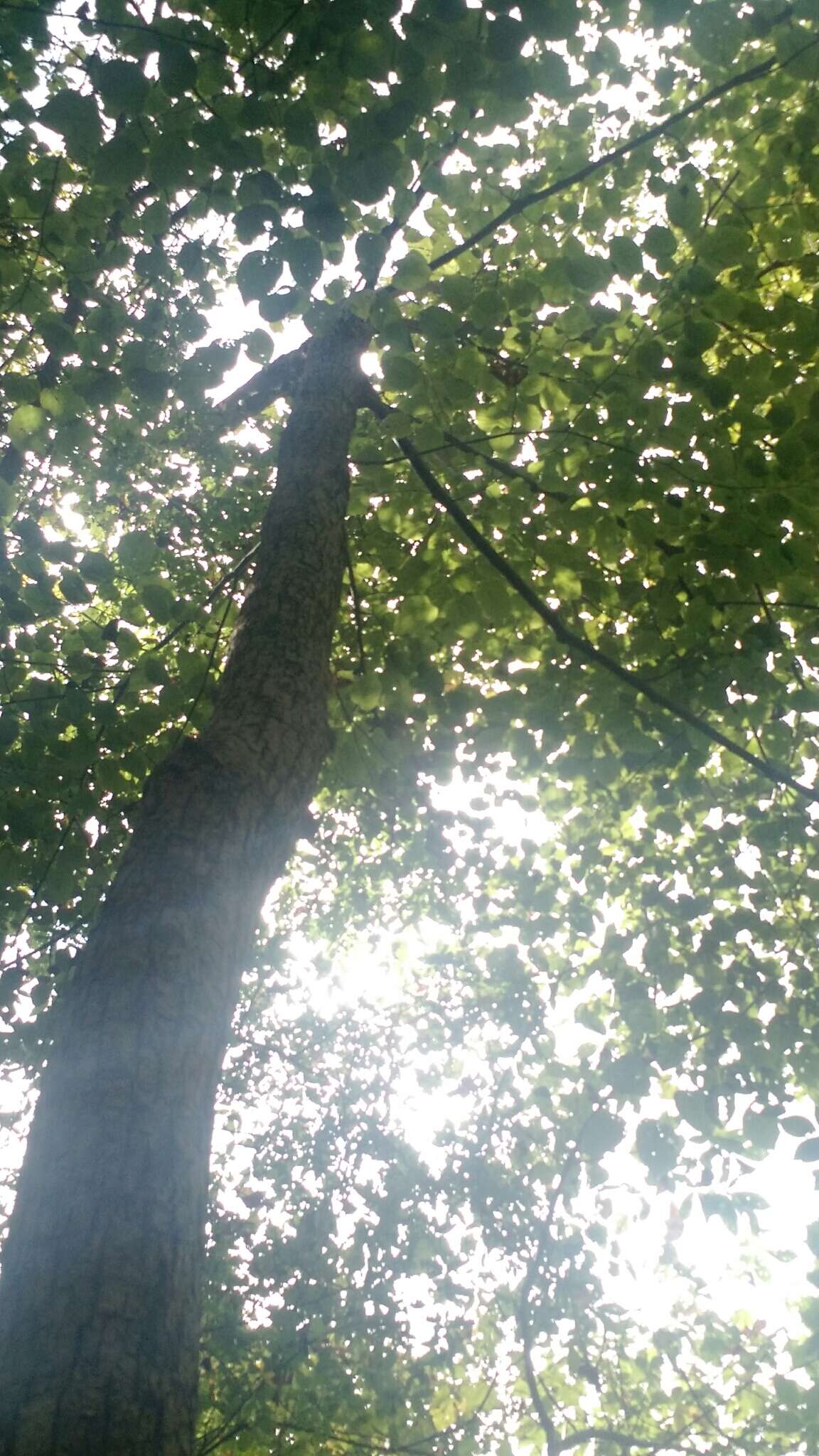 Слика од Tilia americana var. heterophylla (Vent.) Loudon