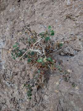 Image of Ajo rockdaisy