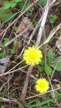 Image of coltsfoot