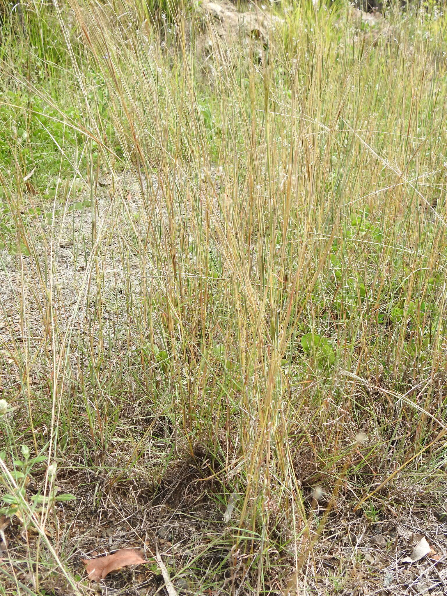 صورة Bothriochloa decipiens (Hack.) C. E. Hubb.