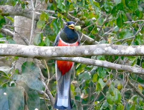 Imagem de Trogon elegans Gould 1834