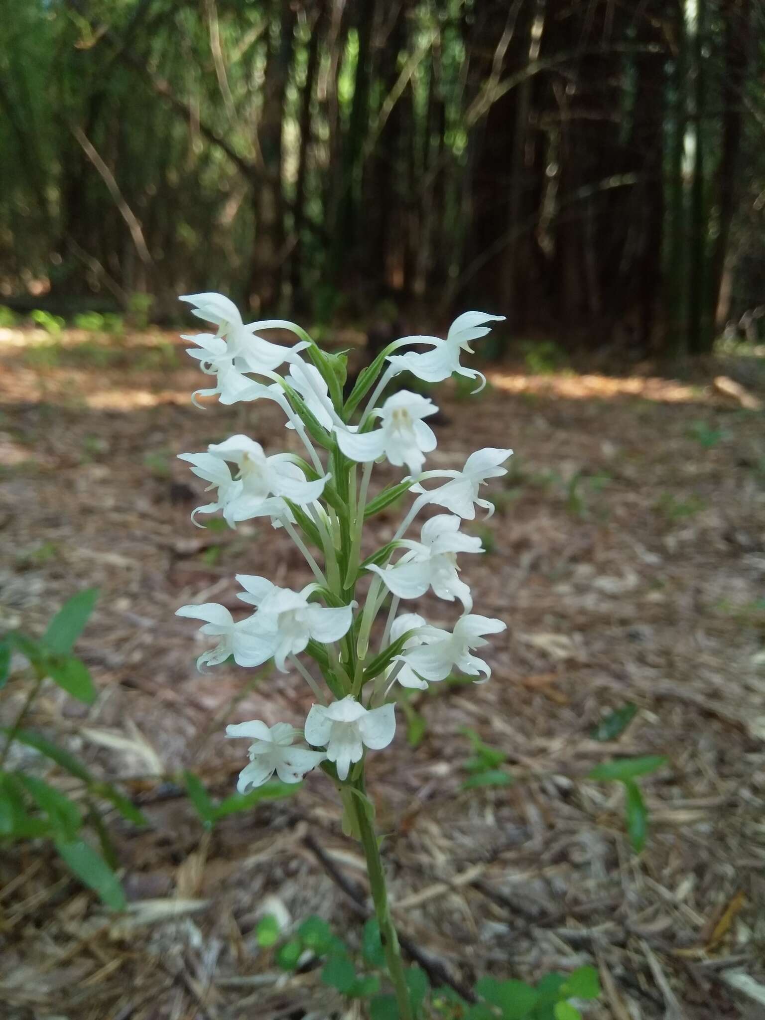 Imagem de Habenaria roxburghii Nicolson