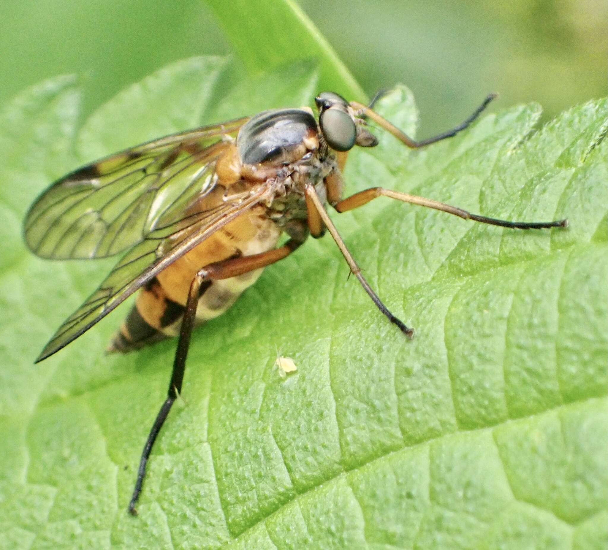 Image of Rhagio immaculatus (Meigen 1804)