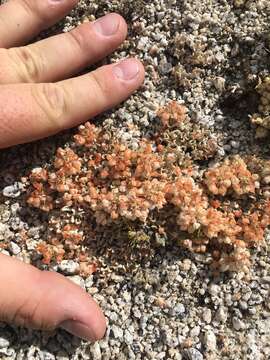 Imagem de Eriogonum ovalifolium var. eximium (Tidestrom) J. T. Howell