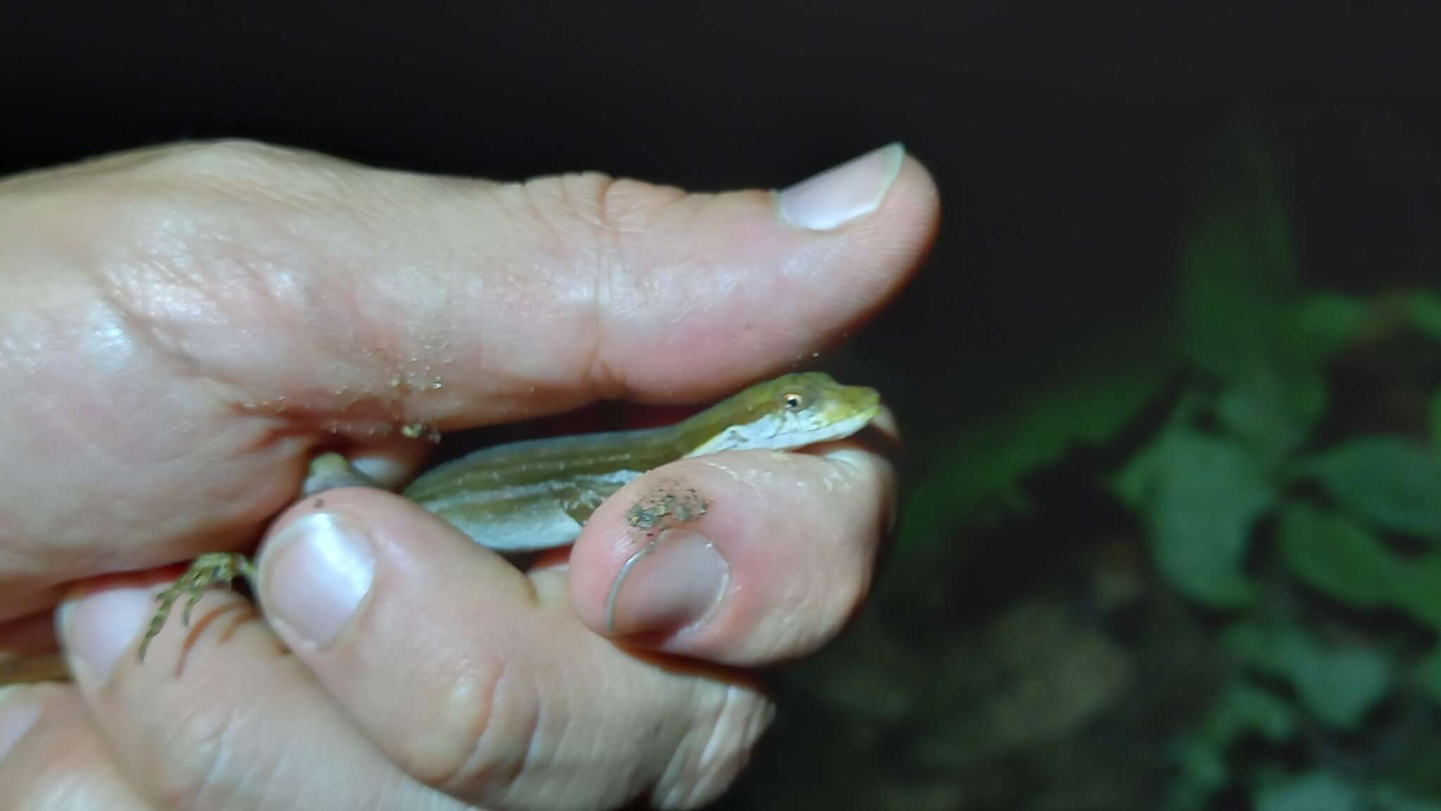 Image of Two-marked Anole