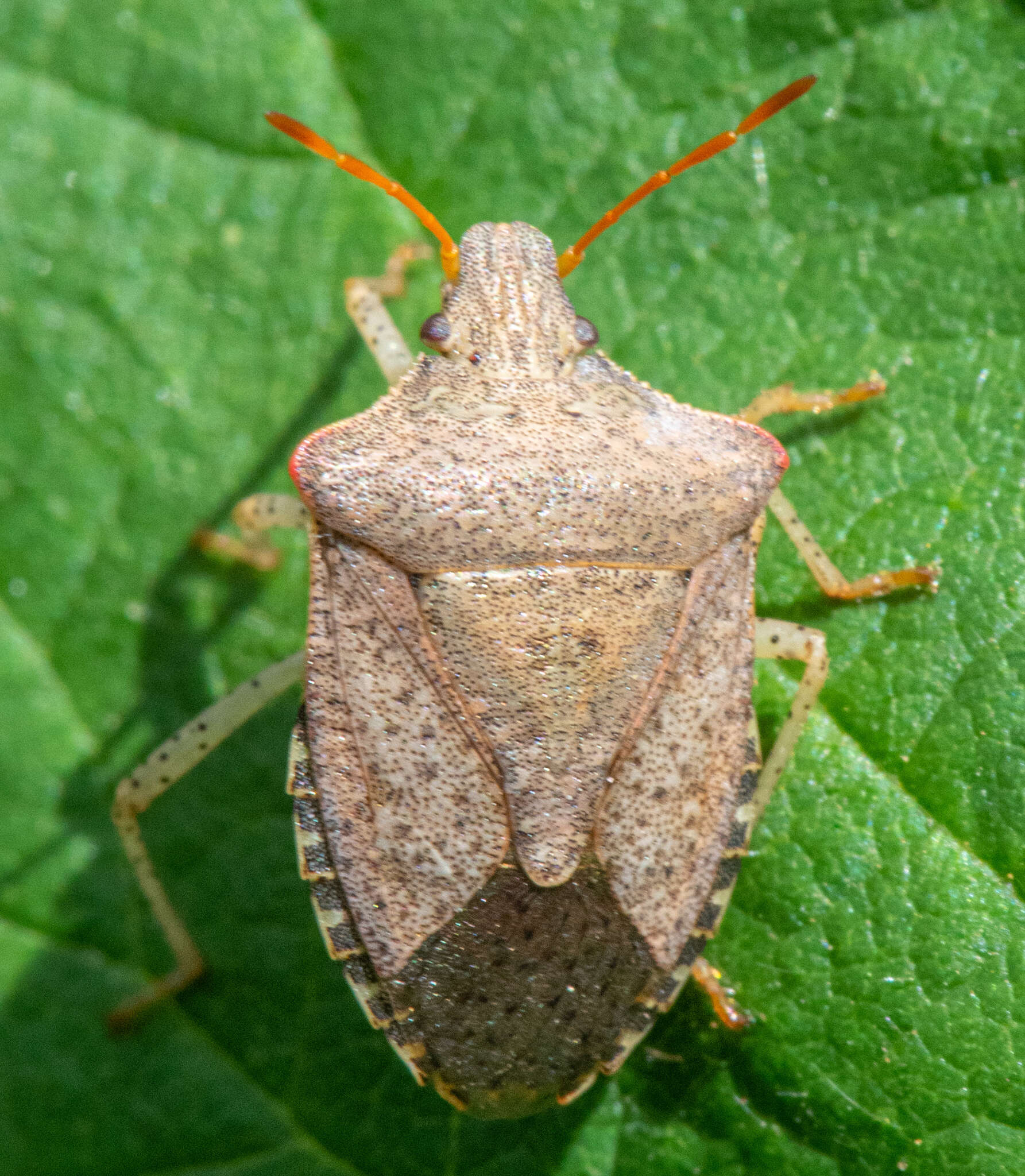 Image of Euschistus (Euschistus) conspersus Uhler 1897