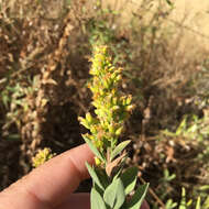 Sivun Solidago velutina DC. kuva