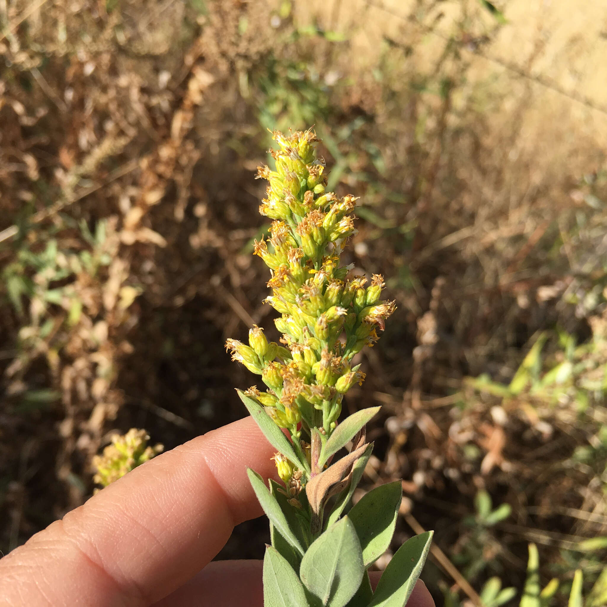 Sivun Solidago velutina DC. kuva