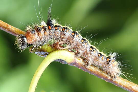 Слика од Acronicta cuspis Hübner 1818