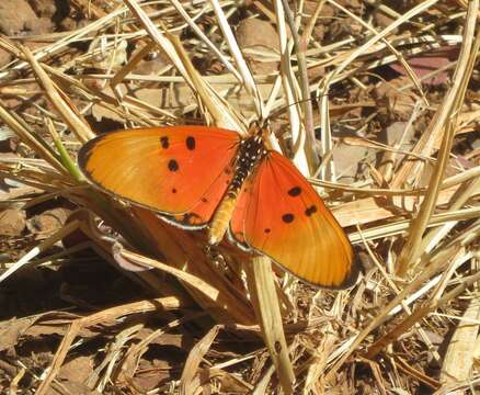 Image of Acraea acrita Hewitson 1865