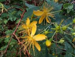 Image of Large-leaved Saint John's Wort