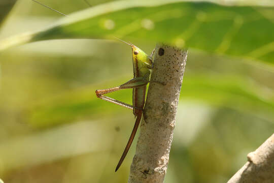 Слика од Conocephalus (Conocephalus) doryphorus (Karny 1907)