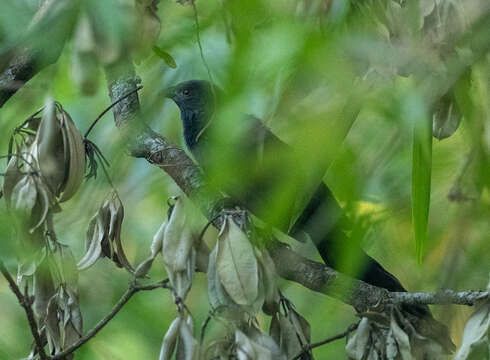 صورة Centropus viridis mindorensis (Steere 1890)