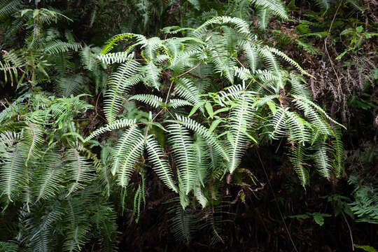 Image de Dicranopteris splendida (Hand.-Mazz.) Tag.