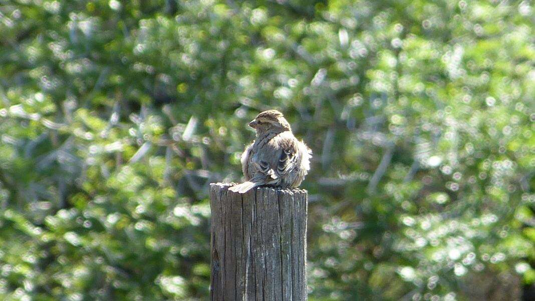 Sivun Emberiza impetuani impetuani Smith & A 1836 kuva