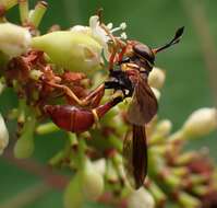 Imagem de Monoceromyia floridensis