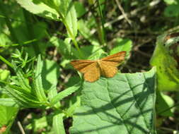 صورة Idaea serpentata Hüfnagel 1767