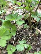 Image of Aquilegia olympica Boiss.