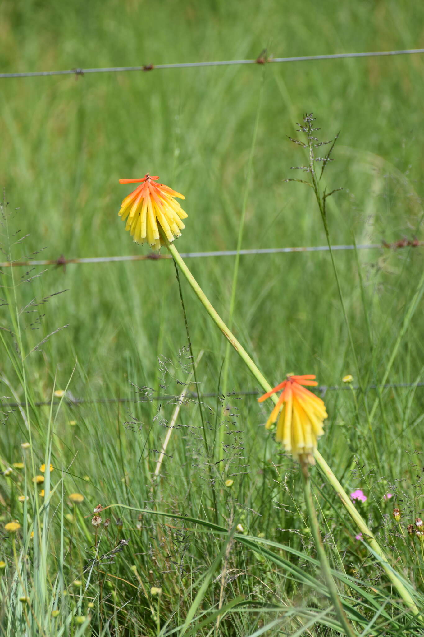 Image de Kniphofia porphyrantha Baker