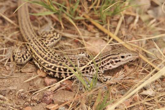 Image of Aspidoscelis neotesselatus (Walker, Cordes & Taylor 1997)