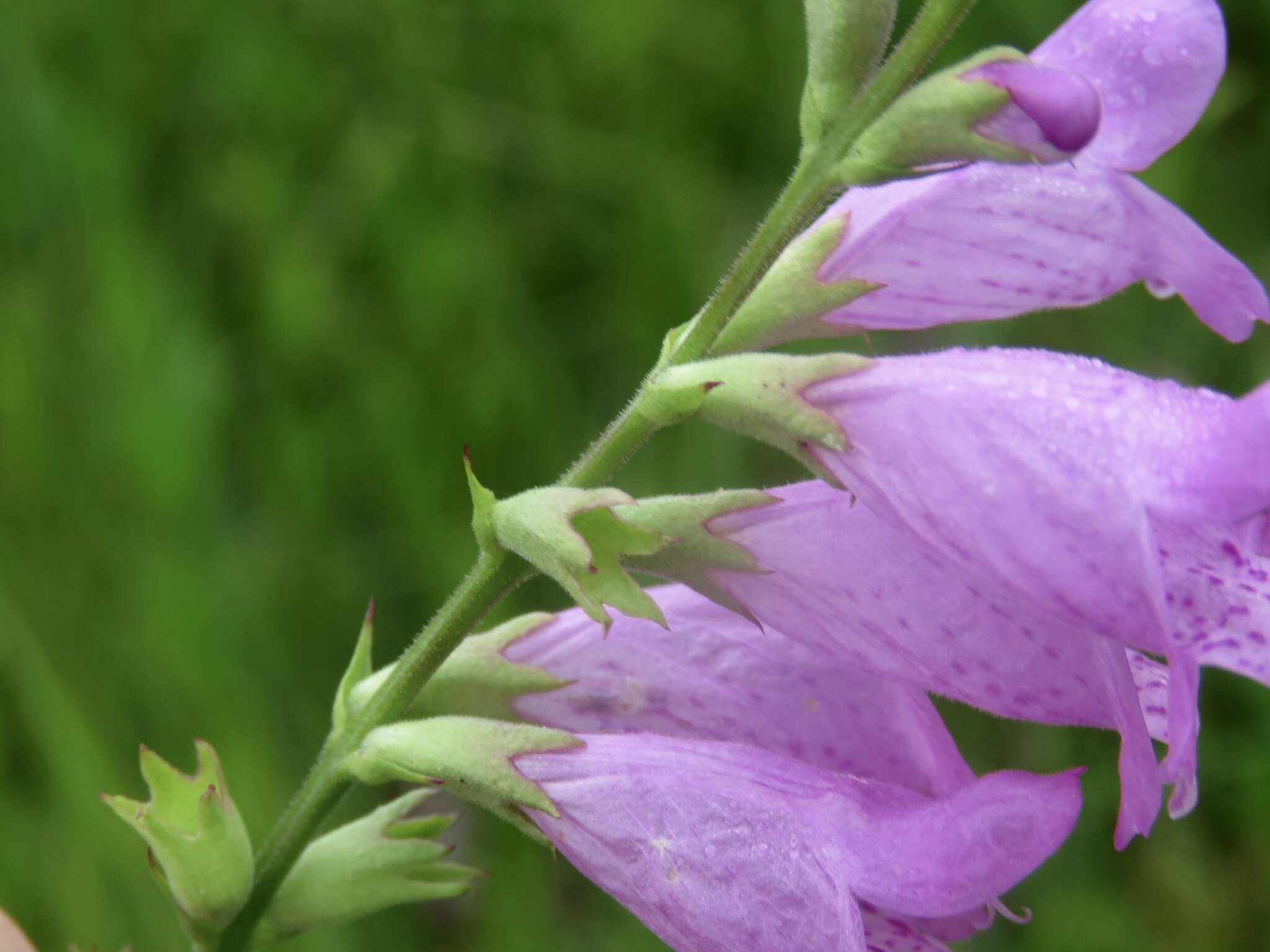 Image of Long-Sepal False Dragonhead