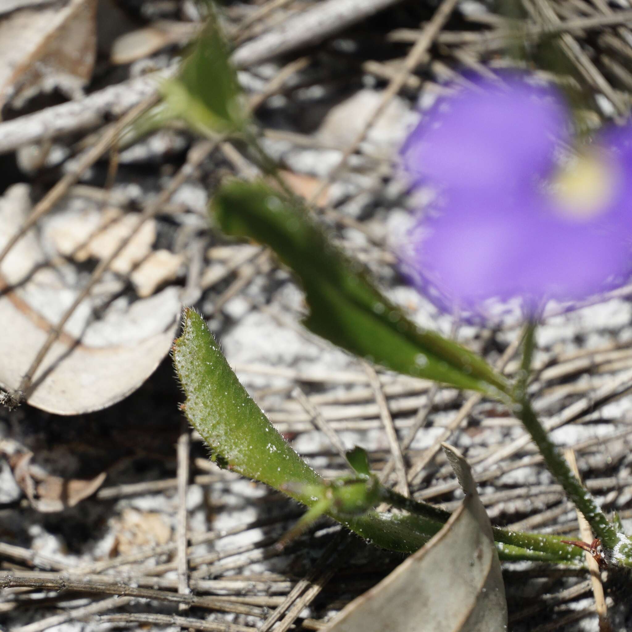 Слика од Scaevola calliptera Benth.