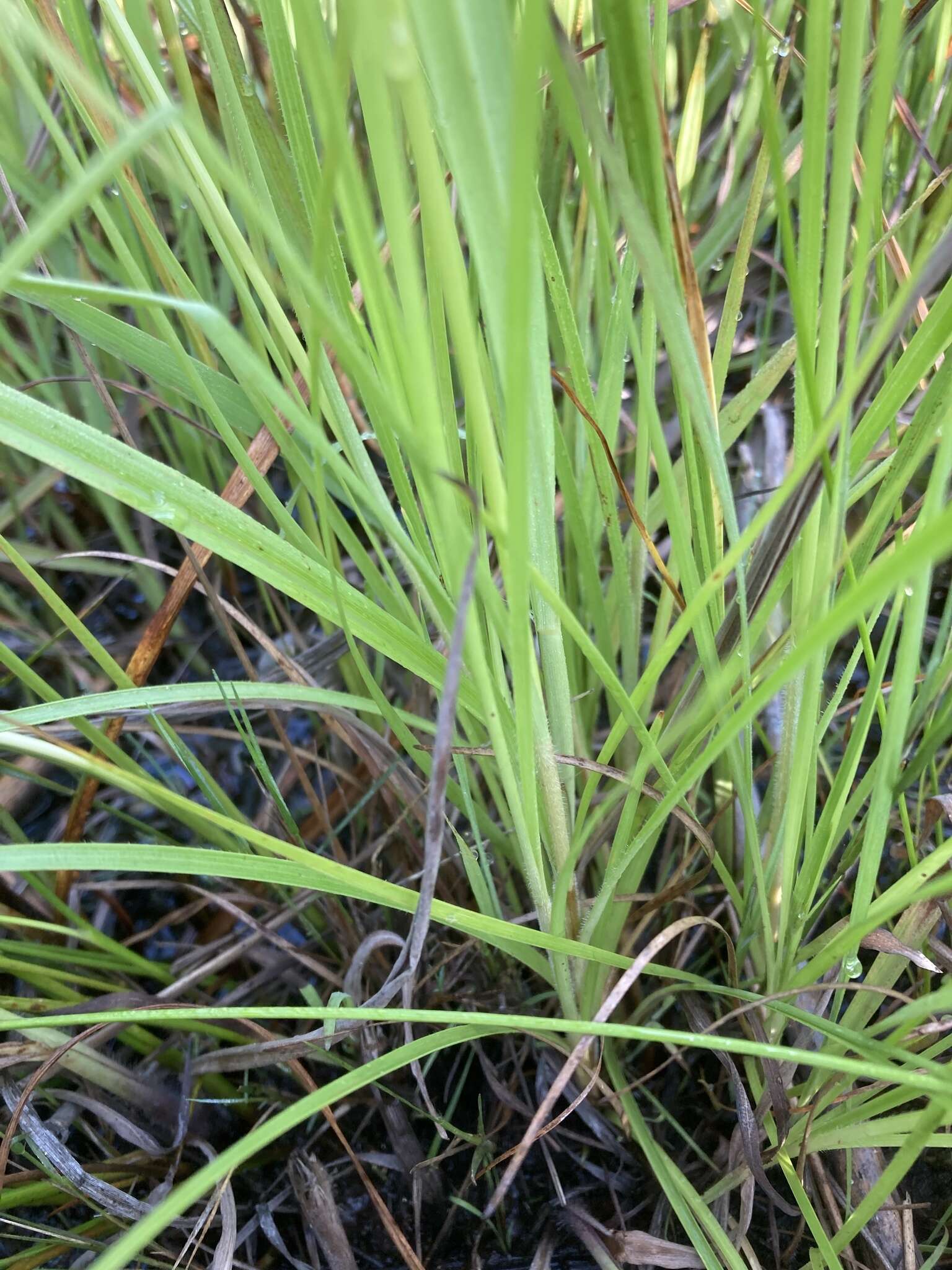 Sivun Fimbristylis dichotoma (L.) Vahl kuva