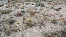 Image of yellow nailwort