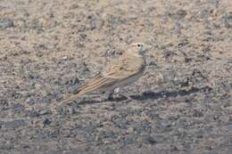 Image of Greater Short-toed Lark