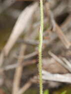 Image of Mauve Fingers