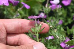 Image of Rio Grande phlox