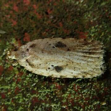 Image of Agonopterix arenella Denis & Schiffermüller 1775