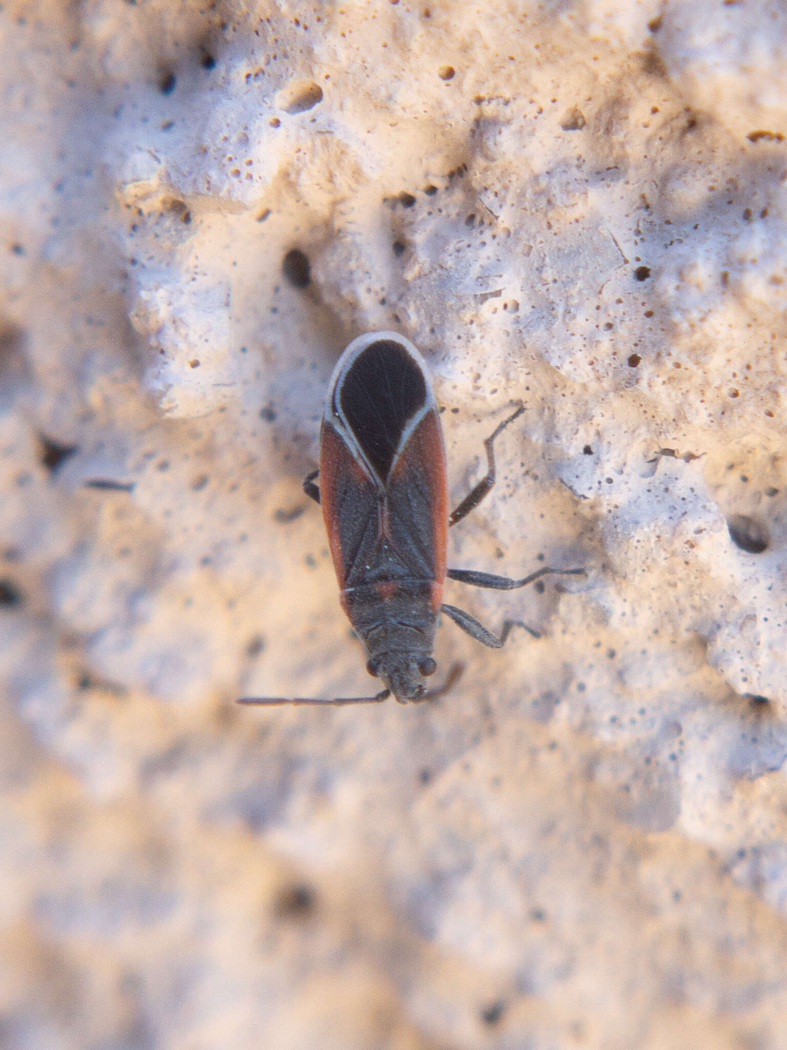 Image of Melacoryphus admirabilis (Uhler & P. R. 1872)