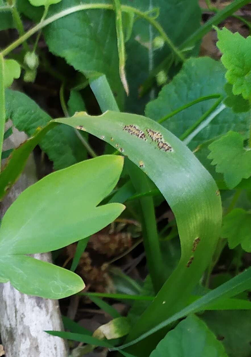 Image of Puccinia rossiana (Sacc.) Lagerh. 1890