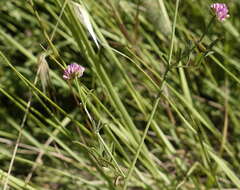 Image of Dorycnopsis gerardi