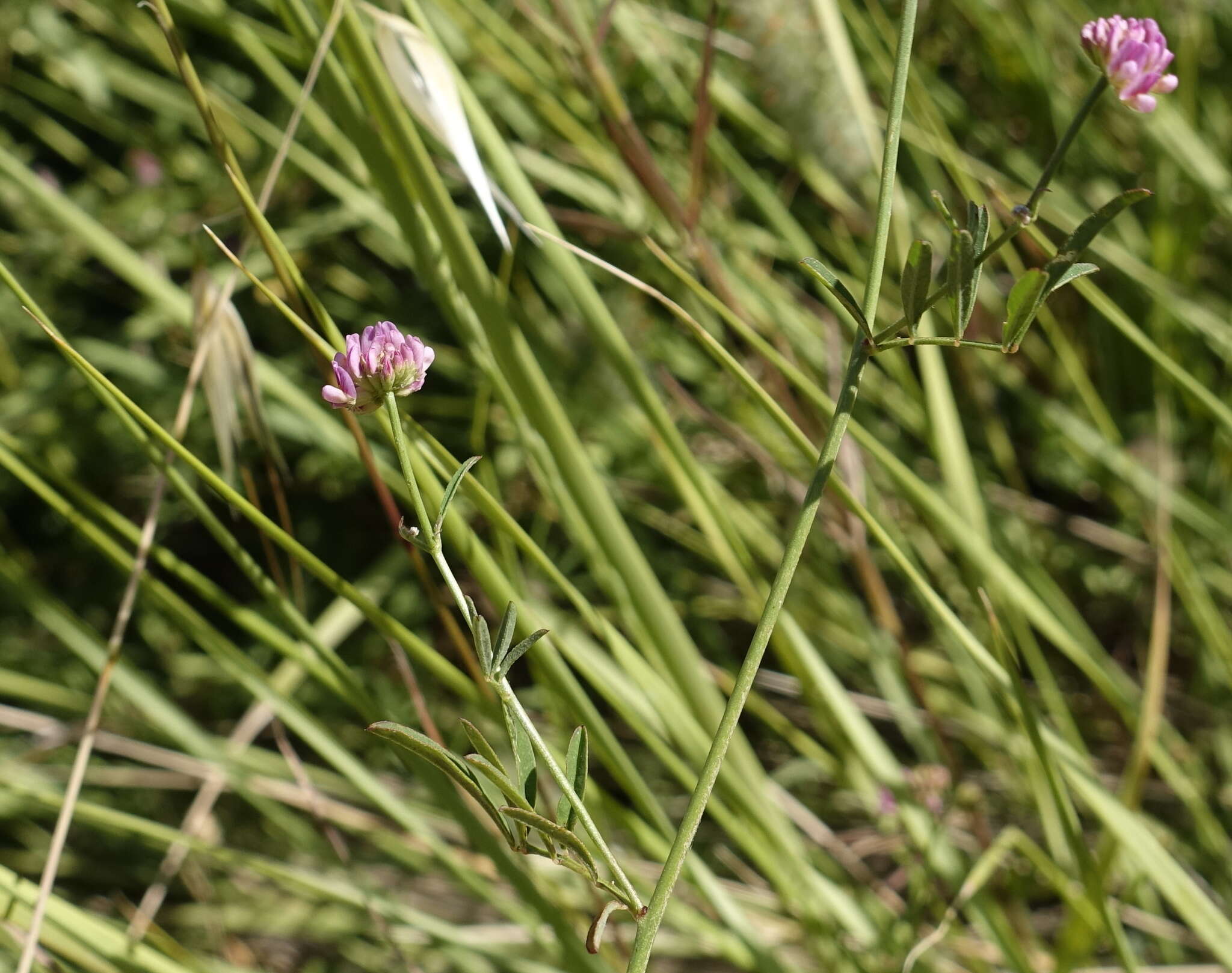 Image of Dorycnopsis gerardi