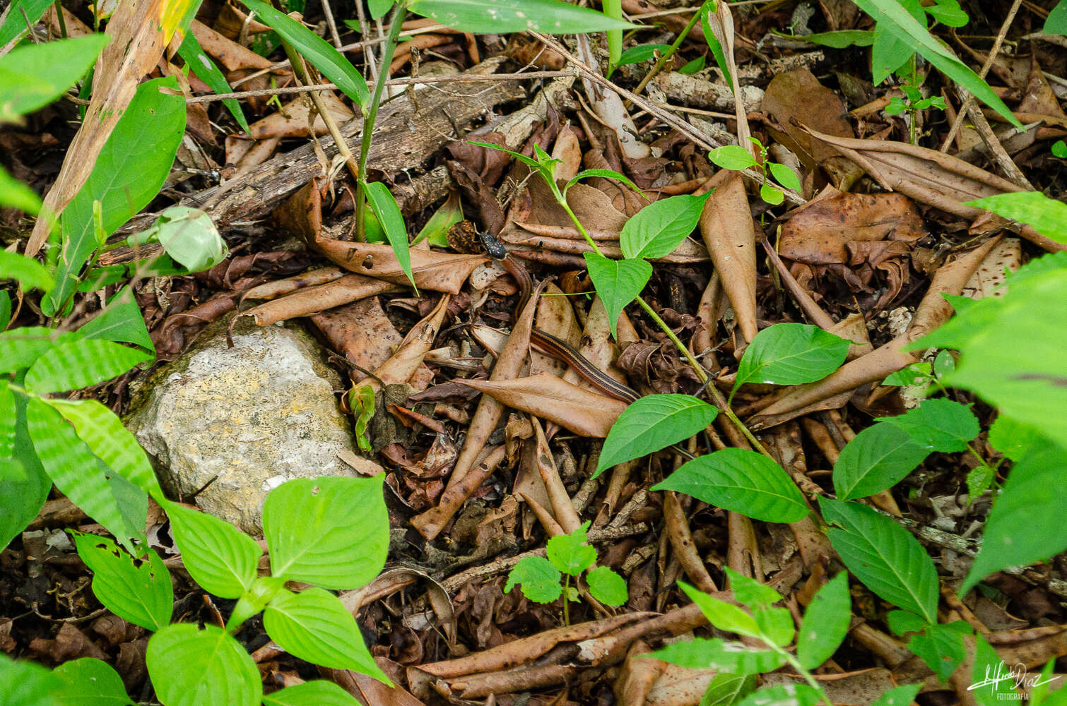 Image of Stripeless Snake