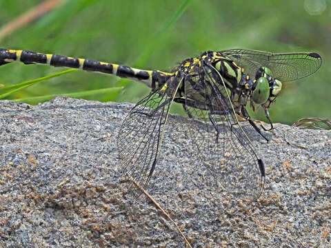 Image of <i>Onychogomphus <i>forcipatus</i></i> forcipatus