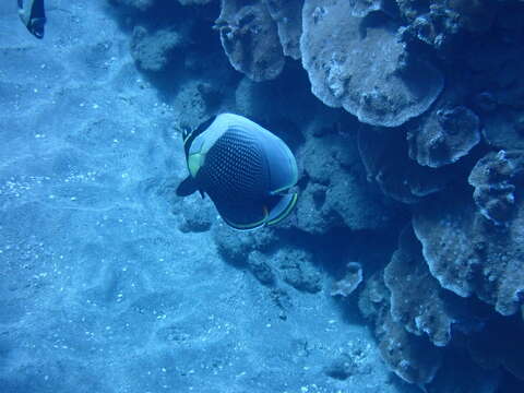 Image of Black Butterflyfish