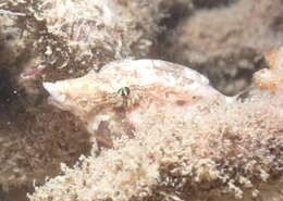 صورة Rhamphocottidae